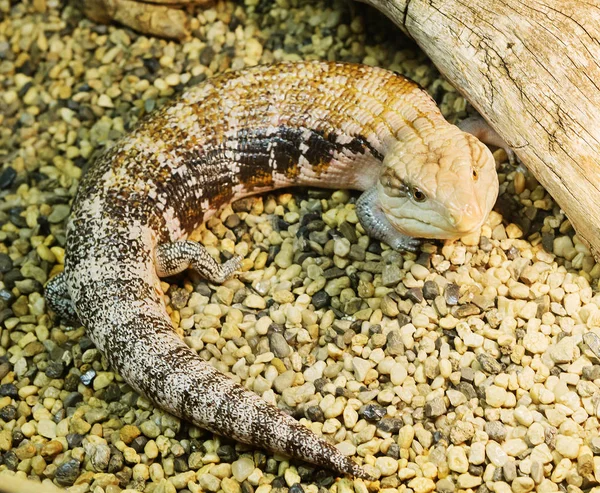 Eastern blue-tongued lizard. It is a large lizard with a smooth body, mainly lives in Australia and Oceania. They are affectionate, friendly and absolutely not aggressive. They mainly live in Australia and Oceania.