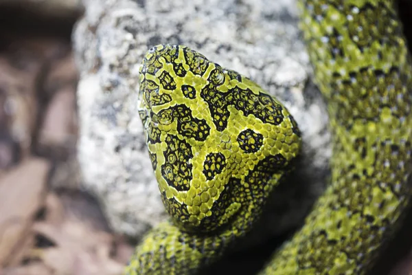 Víbora Pozo Mangshan Esta Una Serpiente Rara Vive Solo Monte —  Fotos de Stock