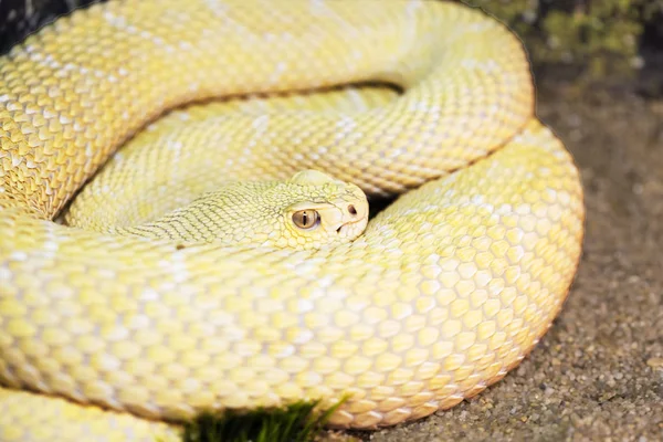 大盆地的老鼠 这条蛇很毒 佩雷尼是美国西部 岩石峡谷和高山上常见的坑毒蛇 其长度可从1米到1 颜色草黄色 草原响尾蛇 — 图库照片