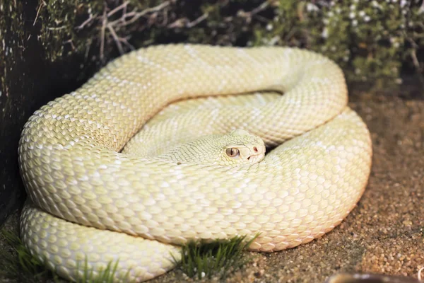 Wielka Umywalka Rattlesnake Albino Wąż Jest Bardzo Trujący Perenyi Pit — Zdjęcie stockowe