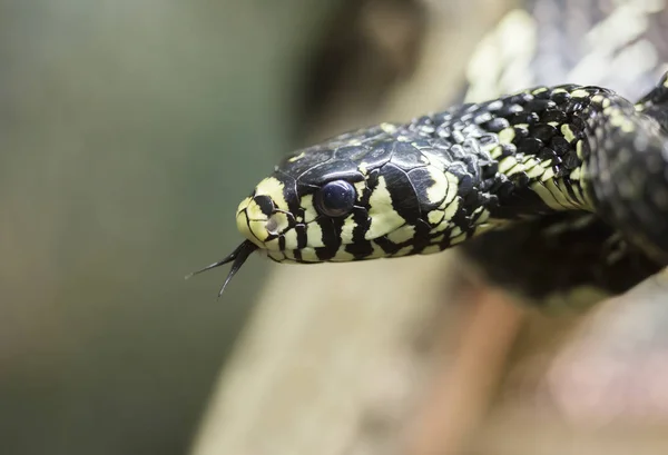 Serpiente Pollo Serpiente Larga Delgada Con Escamas Grandes Con Quilla —  Fotos de Stock