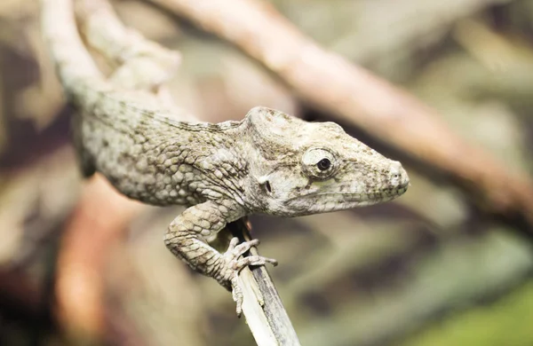 Antole Barbudo Oriente Lagarto Pertence Iguanas Não Está Relacionado Com — Fotografia de Stock