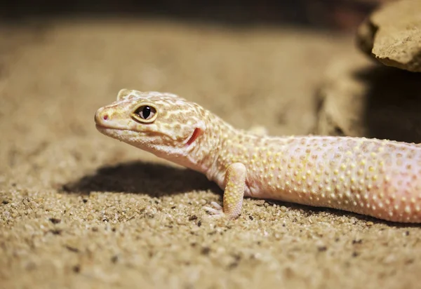 Leopar Gecko Dudaklarında Geri Baş Kuyruk Üst Kısmında Küçük Siyah — Stok fotoğraf