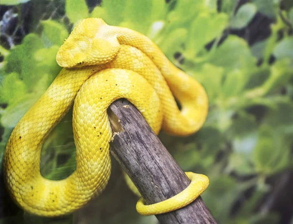Schöne Grubenviper Diese Schlange Ist Thailand Weit Verbreitet Die Wichtigste — Stockfoto