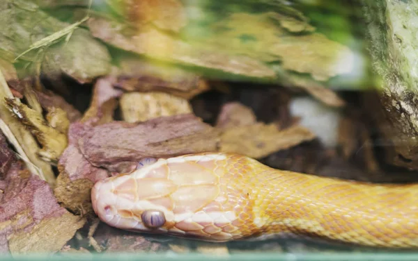 Braune Hausschlange Albino Die Afrikanische Hausnatter Gehört Zur Familie Der — Stockfoto