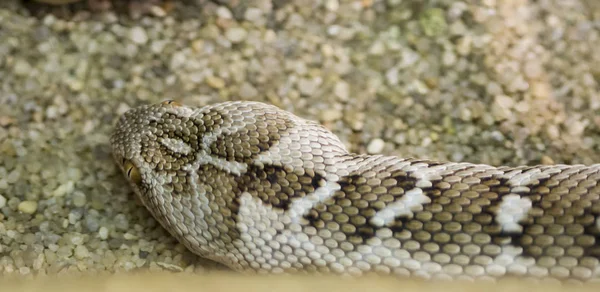 Centralnej Azji Viper Piasku Bardzo Niebezpieczne Trujący Wąż Top Kolor — Zdjęcie stockowe