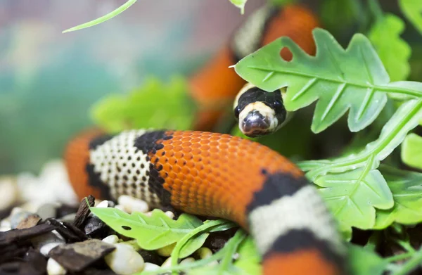 Serpente Leite Hondurenho Vive América Central Cresce Até Dois Metros — Fotografia de Stock