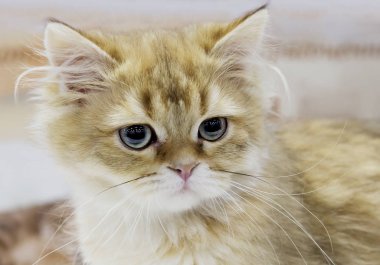 İskoç Shorthair (Iskoç düz) kedi. Düz kulakları ile İskoç cins de Iskoç düz denir. Soğuk Iskoçya gelen, kulaklar çıkıntılı bu küçük tüylü yaratıklar, herhangi bir sahibi enchant olacak.