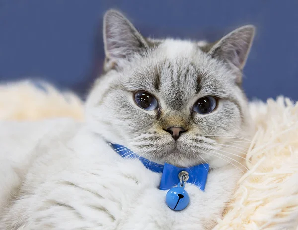 Persian cat blue color. Persian cat is a real aristocrat of the cat world. Upturned nose of the Persians is a distinctive feature of the breed. Persian kittens cute fluffy balls that will impress even the most sullen and unsociable person.