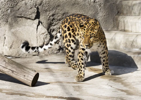 Amur Leopardo Mamífero Predador Família Dos Gatos Uma Espécie Única — Fotografia de Stock