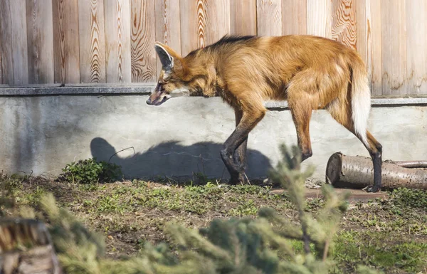 Maned wolf. It is a predatory mammal of the family of dogs. In Greek its name means \