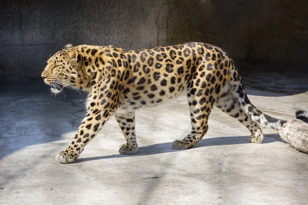 阿穆尔豹 他是猫家族中的食肉哺乳动物一个濒临灭绝的独特物种 — 图库照片