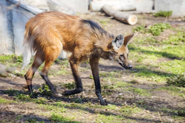 Maned wolf. It is a predatory mammal of the family of dogs. In Greek its name means \