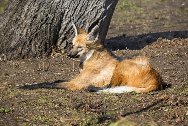 Maned wolf. It is a predatory mammal of the family of dogs. In Greek its name means \