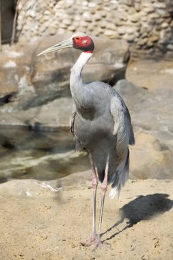 Sarus Vinci. Bu vinç ailesinin en büyük temsilcisi. Plumage mavimsi-gri. Baş ve boyun parçası kırmızı deri ile kaplıdır. Asya 'nın güneyinde özellikle Hindistan 'da, hem de Indochina 'da yaşıyor. Avustralya 'da tespit edildi.