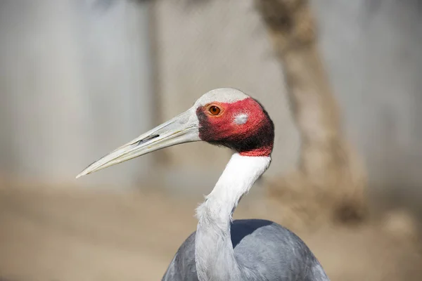 Sarus crane. This is the largest representative of the family of cranes. Plumage is bluish-grey. The head and part of the neck is covered with red skin. Lives in the South of Asia  mainly in India, as well as in Indochina. Spotted in Australia.