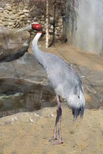 Sarus crane. This is the largest representative of the family of cranes. Plumage is bluish-grey. The head and part of the neck is covered with red skin. Lives in the South of Asia  mainly in India, as well as in Indochina. Spotted in Australia.