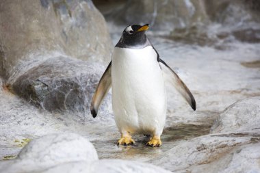 Gentoo Penguen. Gentoo Penguen penguenlerin en büyük temsilcilerinden biridir. Gözlerin yanında beyaz bir tüy olacak. Onlar su altında yüzme Şampiyonlar vardır. 36 km/sa kadar hız yeteneğine sahip! 200 metre derinliği dalış.