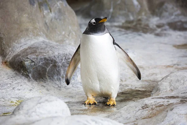 天才企鹅 Gentoo 企鹅是企鹅最大的代表之一 你会成为眼睛附近的一片白色的羽毛 他们是在水下游泳的冠军 速度可达36公里 潜水到200米深 — 图库照片