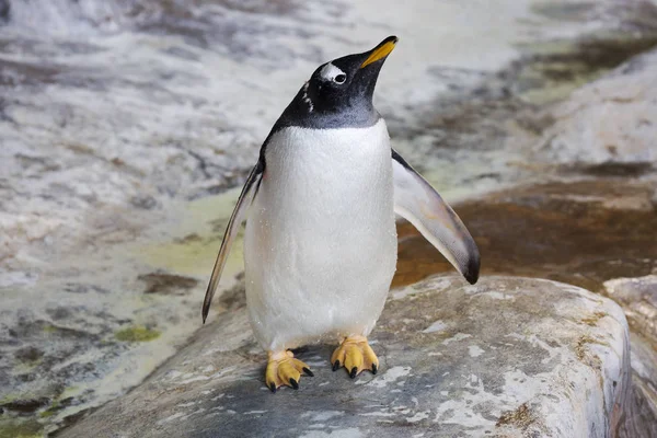 Gentoo Pingvin Den Gentoo Pingvin Största Företrädarna För Pingvinerna Kommer — Stockfoto