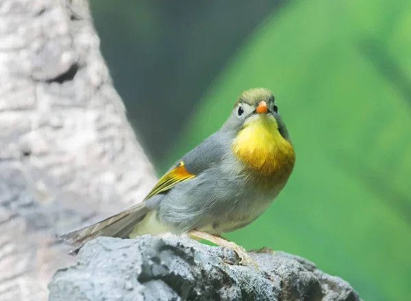 Leiothrix Bec Rouge Oiseau Habite Les Systèmes Montagneux Himalaya Ouest — Photo