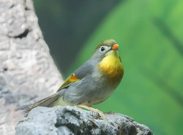 Rödnäbbad Leiothrix Fågeln Lever Bergs Systemen Från Himalaya Väster Till — Stockfoto