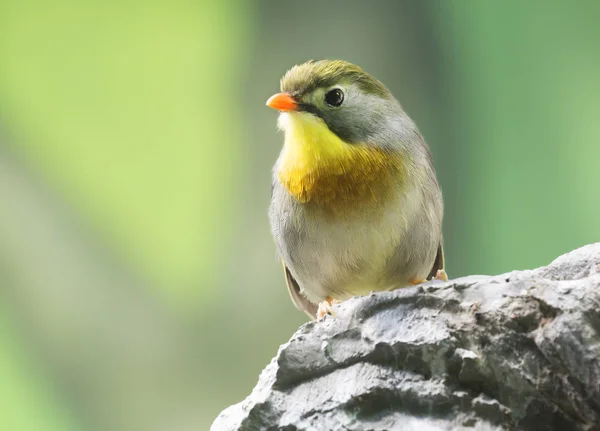 Rödnäbbad Leiothrix Fågeln Lever Bergs Systemen Från Himalaya Väster Till — Stockfoto