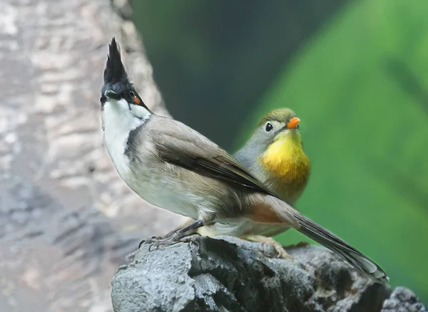 Rode Buulbuul Rood Gefactureerde Leiothrix Echte Buulbuul Met Rode Cheeked — Stockfoto