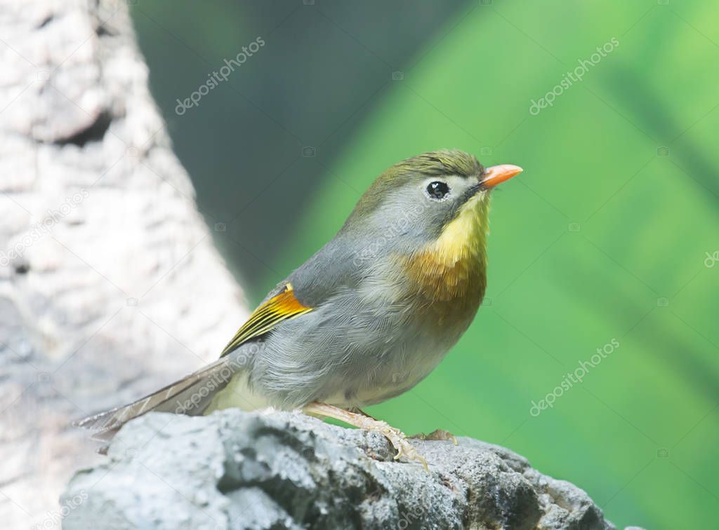 Red-billed leiothrix. The bird inhabits the mountain systems from the Himalayas in the West to the lower reaches of the Yangtze in the East. Painted this bird (its length is about 15 cm) is quite bright: the upper part of the body is olive-brown with