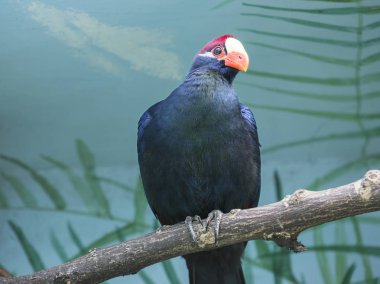 Violet Turaco. Uzun kuyruklu kuş, orta boy mor boyama. Afrika ormanlarında yaşar. Sulu meyvelerle beslenir. Muz sever.