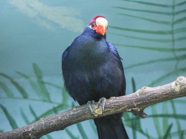 Violet Turaco. Uzun kuyruklu kuş, orta boy mor boyama. Afrika ormanlarında yaşar. Sulu meyvelerle beslenir. Muz sever.