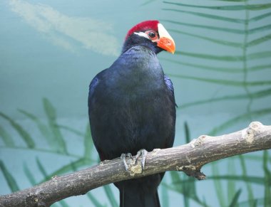 Violet Turaco. Uzun kuyruklu kuş, orta boy mor boyama. Afrika ormanlarında yaşar. Sulu meyvelerle beslenir. Muz sever.