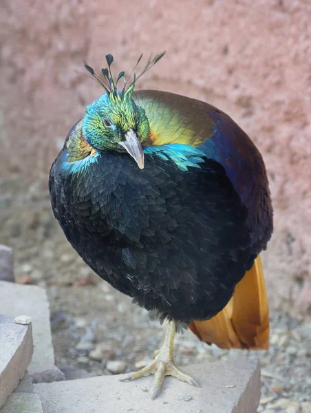 Pássaro Himalaia Monal Faisão Este Pássaro Incrivelmente Brilhante Pertence Família — Fotografia de Stock