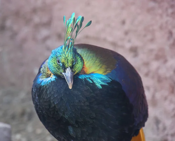 Vogel Der Himalaya Monal Oder Fasan Dieser Atemberaubend Helle Vogel — Stockfoto