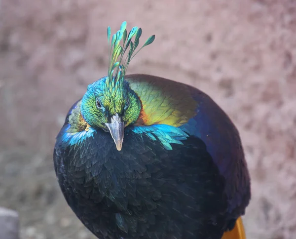 Pássaro Himalaia Monal Faisão Este Pássaro Incrivelmente Brilhante Pertence Família — Fotografia de Stock