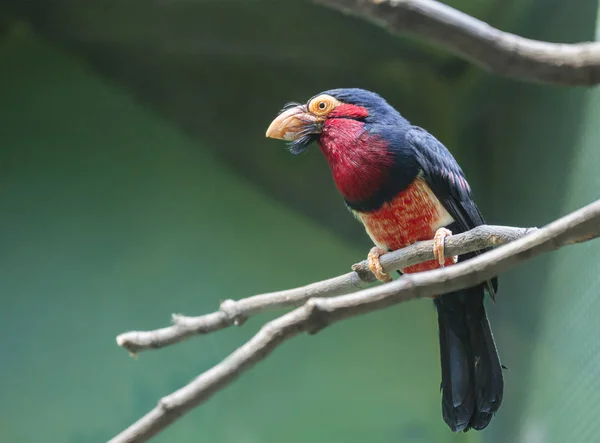 Vogelbartlibia Specht Dies Ist Eine Familie Von Spechtvögeln Der Basis — Stockfoto