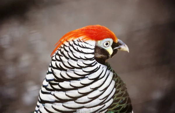 Faisan Diamant Faisan Asie Est Tête Oiseau Couleur Noire Avec — Photo