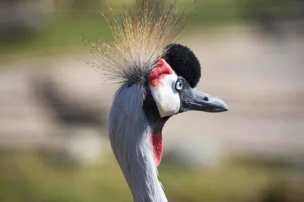 Gru Incoronata Gru Coronata Grande Uccello Della Famiglia Delle Vere — Foto Stock