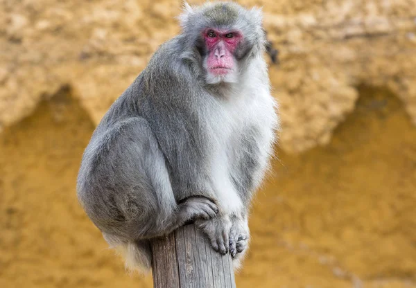 Macaco Japonés Hombre Los Macacos Japoneses Viven Las Regiones Más — Foto de Stock