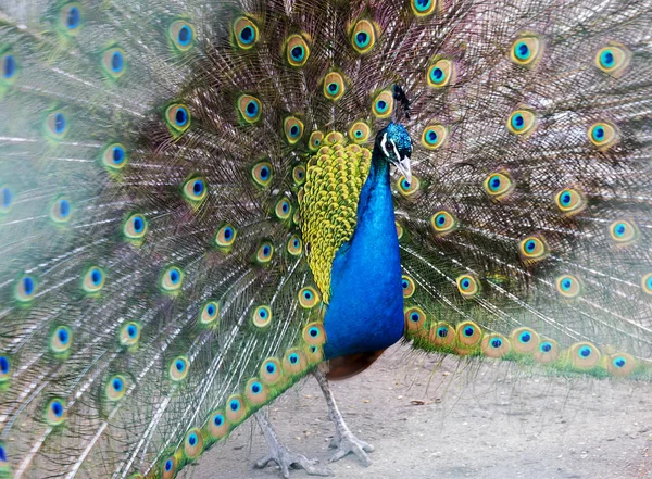 Pfau Pfau Ist Einer Der Schönsten Waldvögel Wegen Seines Exquisiten — Stockfoto
