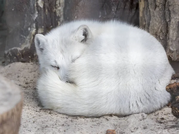 Arctic fox. It is a small predatory animal resembling a Fox. Arctic Fox is a resident of the Far North, which is why he has such a warm, light and beautiful coat, which warms and makes it unobtrusive in the snow.