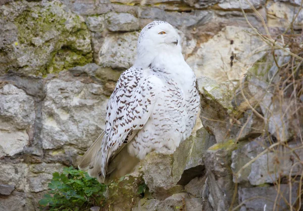 Schneeeule Weiße Eule Perfekt Die Besonderheiten Der Tundrabeleuchtung Angepasst Winter — Stockfoto