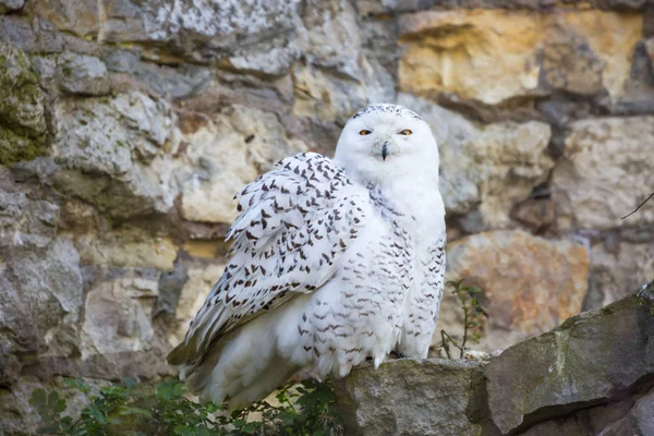 Schneeeule Weiße Eule Perfekt Die Besonderheiten Der Tundrabeleuchtung Angepasst Winter — Stockfoto