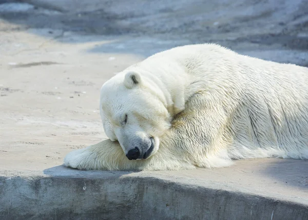 北极熊正在睡觉 北极熊是北极地区典型的居民 北极熊是整个食肉动物中最大的成员 — 图库照片
