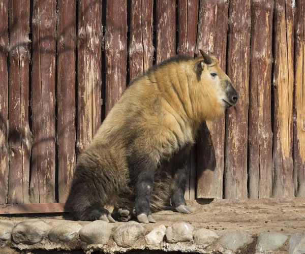 Sichuan Takin Takinler Karanfil Toynaklı Hayvanlardan Gelen Memelilerdir Yani Atların — Stok fotoğraf