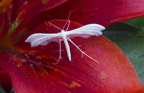 白色的飞虫坐在红百合的花瓣上 前翼的长度高达1 6厘米全白的颜色 身体与不寻常的长后腿 前翼被深深切割 加上后翼的3个叶片形成 — 图库照片