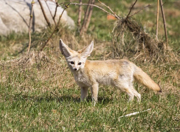 Fennec Räv Den Lilla Mindre Katten Räv Med Stora Öron — Stockfoto