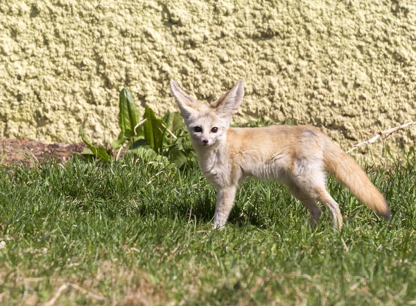 Fennec Räv Den Lilla Mindre Katten Räv Med Stora Öron — Stockfoto