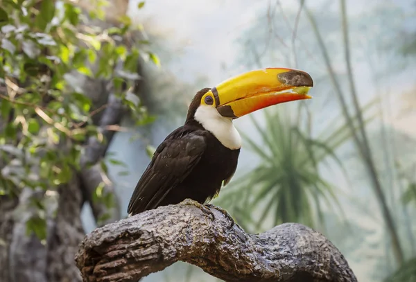 Tukan Ist Einer Der Hellsten Tropischen Vögel Die Amerika Leben — Stockfoto