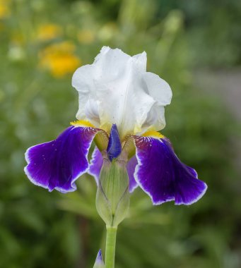 Violet-beyaz iris sakallı. Iris zarif ve inanılmaz bir güzellik çiçeği. Yunanca çeviri 